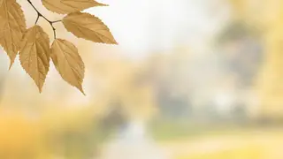 Autumn leaves Zoom virtual background