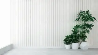 Panelled wall with palms Zoom virtual background